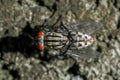 Macro picture of cluster fly top view