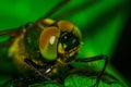Macro picture of compound eyes of a dragonfly.