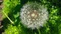 Macro picture of a dandelion