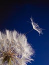 Macro picture of a dandelion