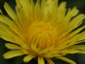Macro picture of dandelion summer sunny positive joy stamens petals Royalty Free Stock Photo