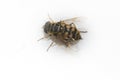 Macro bee sting Royalty Free Stock Photo