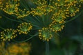 macro picture of dill blossoms on a green background Royalty Free Stock Photo