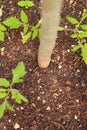 Macro picture of earth, leaves and tree trunk. Details, grooves, texture Royalty Free Stock Photo