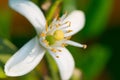 Macro picture of flower of citrus plant during sunset