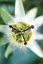 Macro picture of a flower pistil Royalty Free Stock Photo