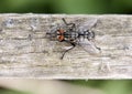 Macro picture of a fly Royalty Free Stock Photo