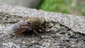 Macro picture of a fly Royalty Free Stock Photo