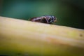 Macro picture of Fly on the leaf Royalty Free Stock Photo