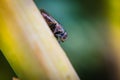 Macro picture of fly on the leaf Royalty Free Stock Photo