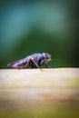 Macro picture of fly on the leaf Royalty Free Stock Photo