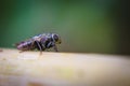 Macro picture of fly on the leaf Royalty Free Stock Photo