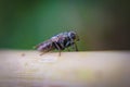 Macro picture of fly on the leaf Royalty Free Stock Photo