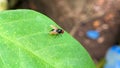 macro picture of a fly perched on a green leaf in front of a house Royalty Free Stock Photo