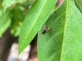 macro picture of a fly perched on a green leaf in front of a house Royalty Free Stock Photo