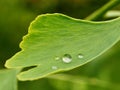 Macro picture of gingko tree leaf Royalty Free Stock Photo