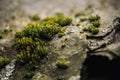 Macro picture of green moss. Close up macro photography of nature. Color bright background with amazing bokeh. moss lichen backgro Royalty Free Stock Photo