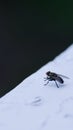 A macro picture of a house fly Royalty Free Stock Photo