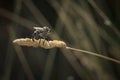 Neoitamus cothurnatus insect in their life cycle captured on plant bloom on summer location