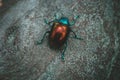 Macro picture of a Japanese beetle on a rock Royalty Free Stock Photo