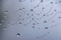 Macro picture of little water drops in a spiderweb taken in wintertime