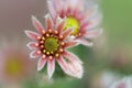 Macro picture of flowering succulent plant