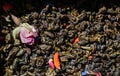 A macro picture mix dried leaves of green tea