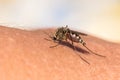 The mosquito drinks the blood of the human hand