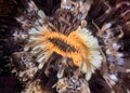 A macro picture of the mouth of a Striped anemone underwater Royalty Free Stock Photo