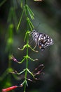 Papilio butterfly or The Common Lime Butterfly or chequered swallowtail hanging on to a plant in a dark background Royalty Free Stock Photo