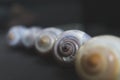 Macro picture with set of snail shells Royalty Free Stock Photo