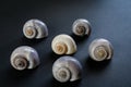 Macro picture of six snail shells, with shallow depth of field Royalty Free Stock Photo