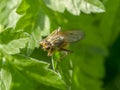 Macro picture of small fly on the leaves Royalty Free Stock Photo