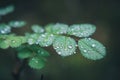 Macro picture of some drops of dew on a plant in Cortina D`Ampez Royalty Free Stock Photo