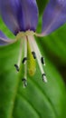 Macro Picture of Tiny Flower Pistil Royalty Free Stock Photo