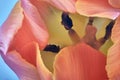 Macro picture of tulip flower Royalty Free Stock Photo