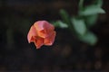 Macro picture of tulip flower Royalty Free Stock Photo