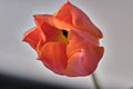 Macro picture of tulip flower Royalty Free Stock Photo