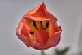 Macro picture of tulip flower Royalty Free Stock Photo
