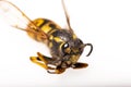 Macro picture of a wasp. Wasp close-up. Insect on a white background. Isolated from background. Wasp eye