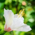 Macro picture of white hibisceae flower