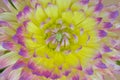 Macro picture of yellow-purple dahlia