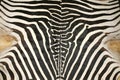 Macro picture of a zebra skin texture as a background Royalty Free Stock Photo