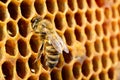 Macro pictures of bee in a beehive on honeycomb with copyspace. Bees turns nectar into fresh and healthy honey. Concept Royalty Free Stock Photo