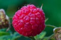 Macro pictures of delicious large round raspberries on a bush branch in a berry garden