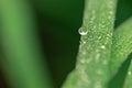 Macro pictures of dew drops