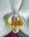 Macro pictures from the flowers of an orchid