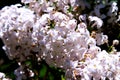 Macro pictures of light purple lilac flowers blooming