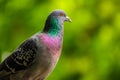 Macro of a pigeon over a green background