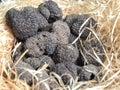 Macro of a pile of real whole truffles